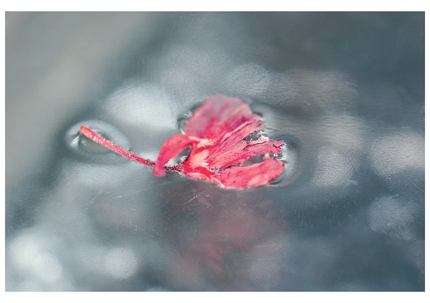 Self-sculpting flower Pink. Archival pigment print