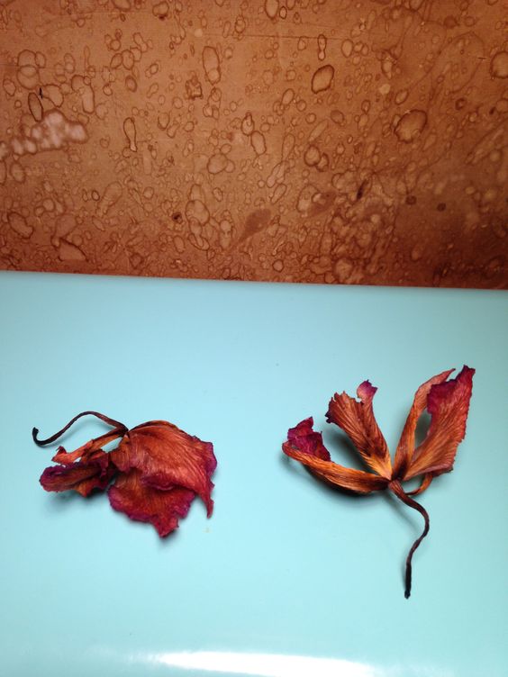 Selection of dried petals In studio