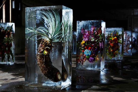 Iced flowers by Makoto Azuma