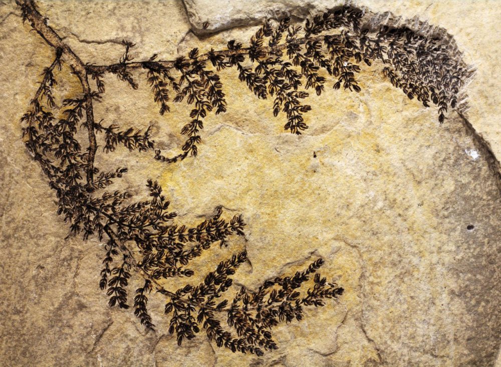 Fossil of the Montsechia vidalii, an extinct genus of aquatic plants. It would appear to be the earliest known flowering plant.