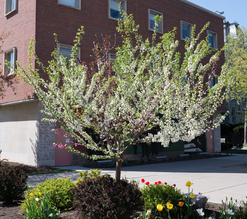 Sam Van Aken, The tree of 40 fruits of the genus Prunus