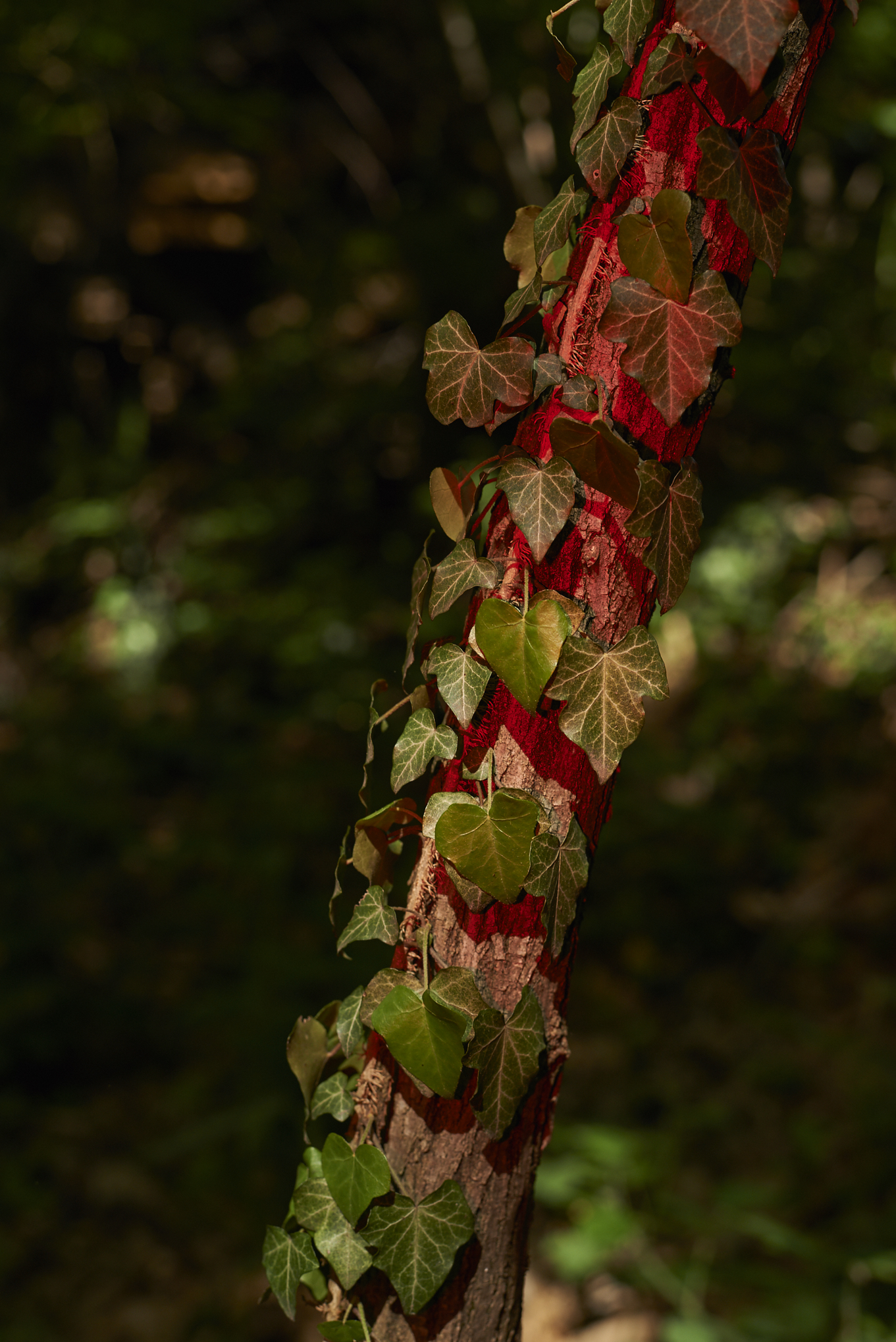 Observations from my walks in the woods