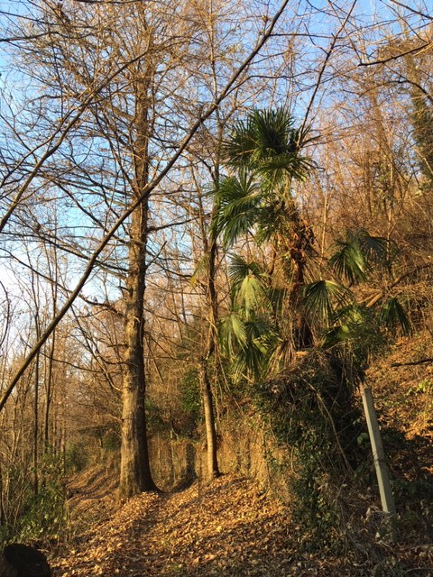 Observations from my walks: Palm trees in the wood Southern Switzerland