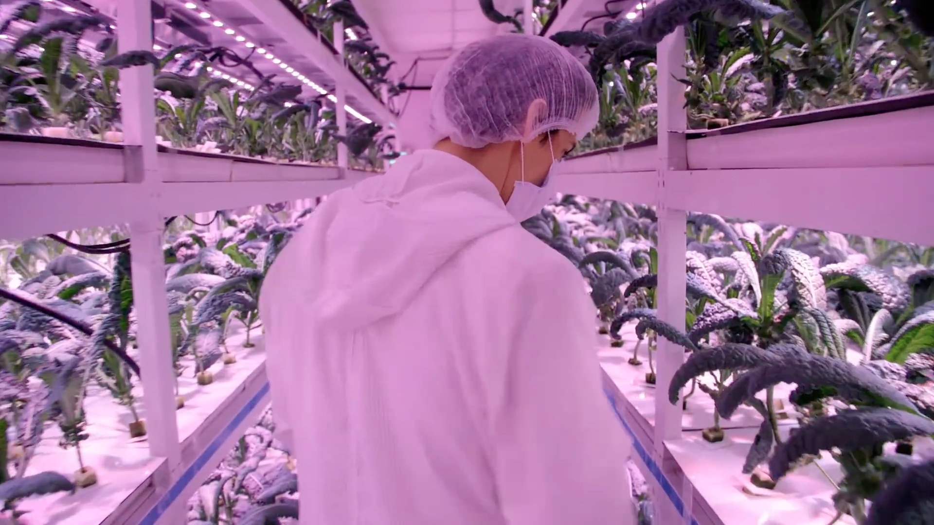 Sustenir Agriculture, a controlled environment agriculture farm, producing food without sun or soil in indoor environments. Food production is calibrated without GMO’s. Source: National Geographic documentary “City of the Future: SINGAPORE”