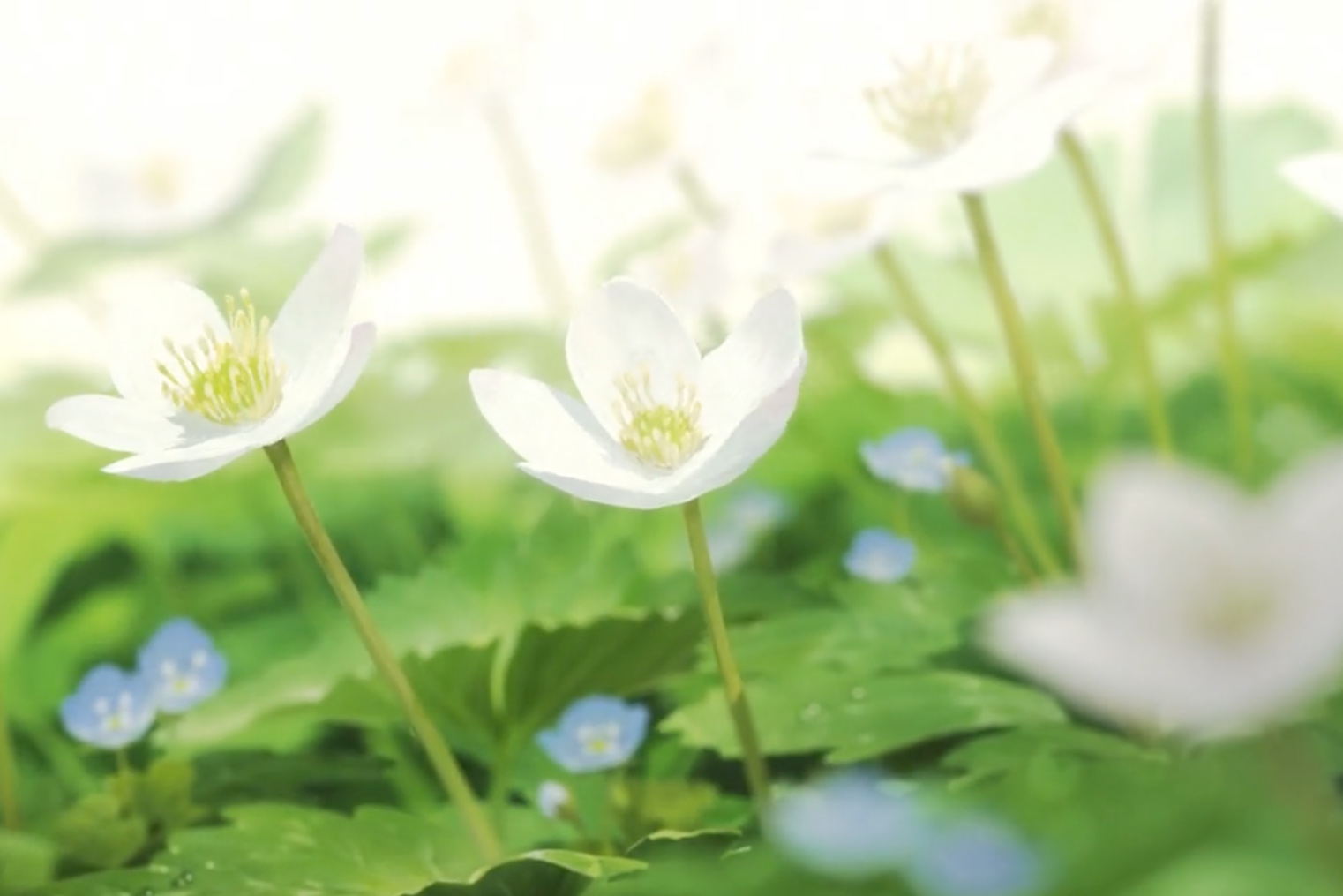 Flowers in Japanese animation