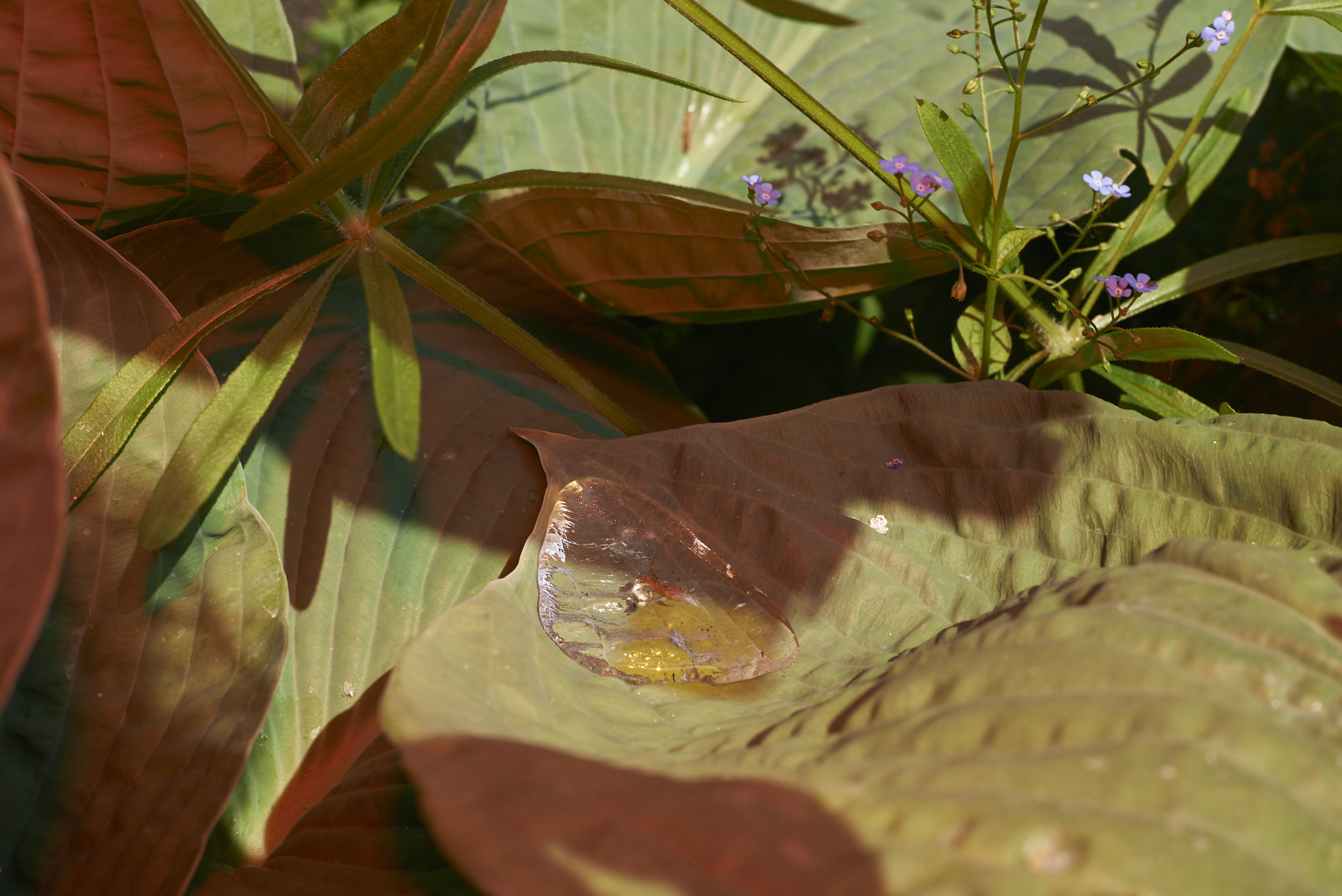 Observations from my city park walks.