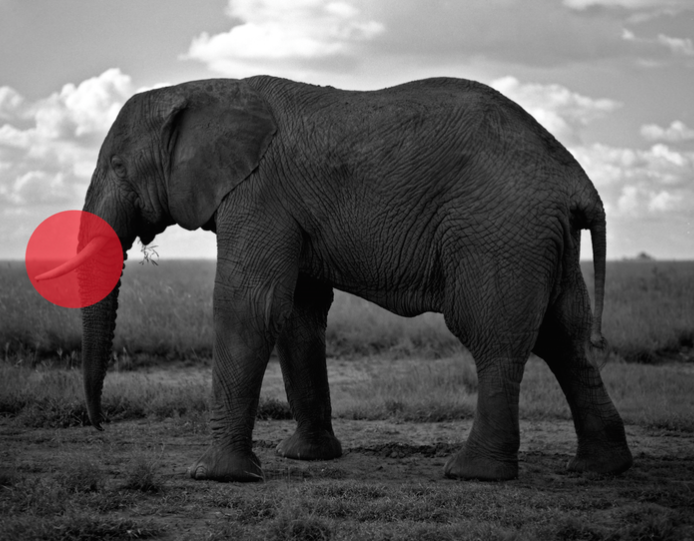ELEPHANT, 2015