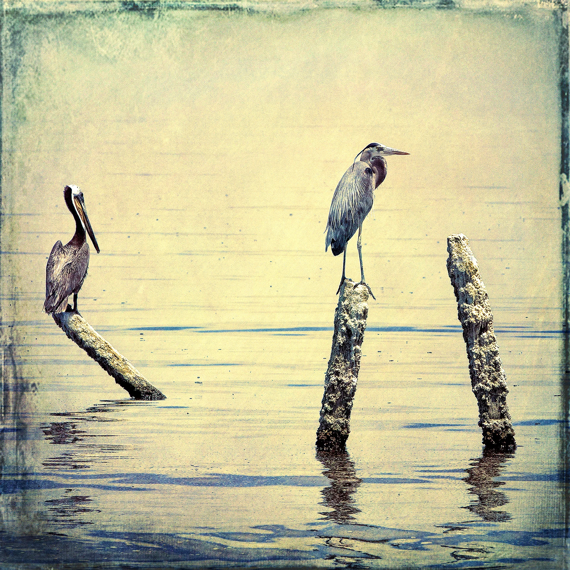 Perched At Sunset