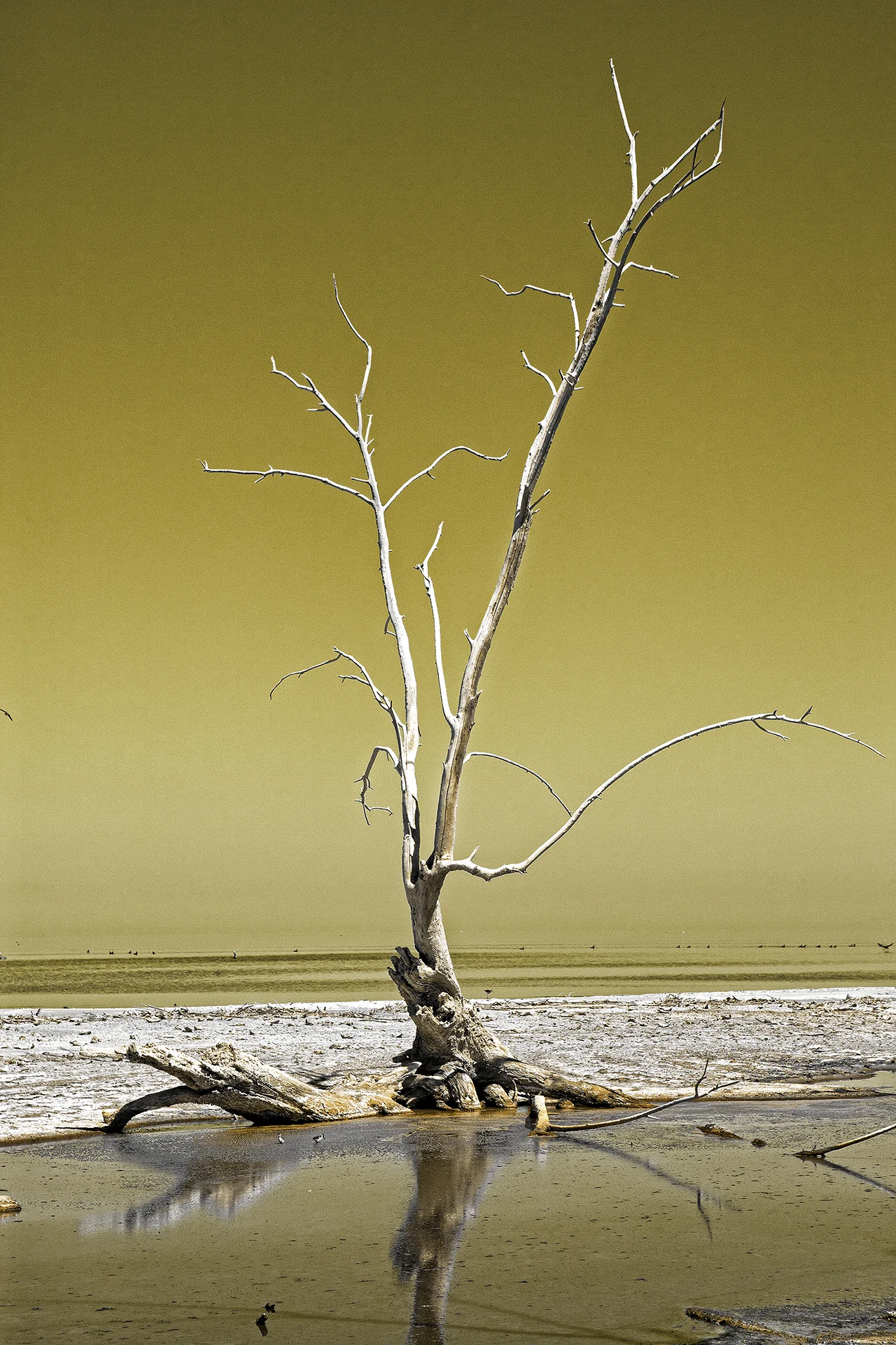 And The Dead Tree Give No Shelter