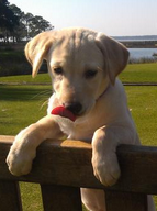 Fuskie on island time