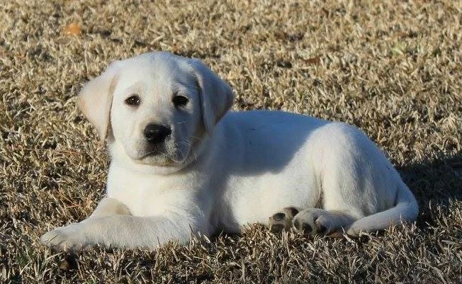 Reviews Maco Light Labradors