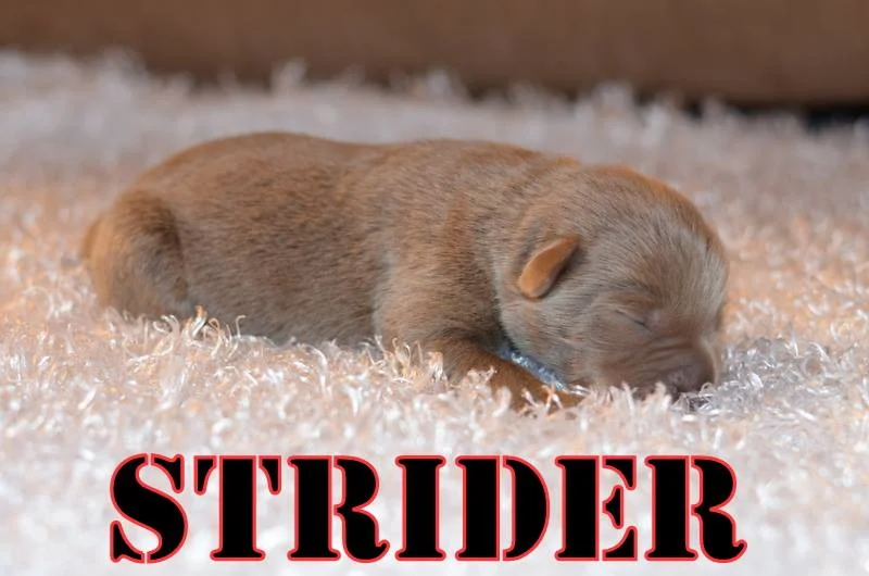 Lotus and Luna's Litter Puppy Pick Day