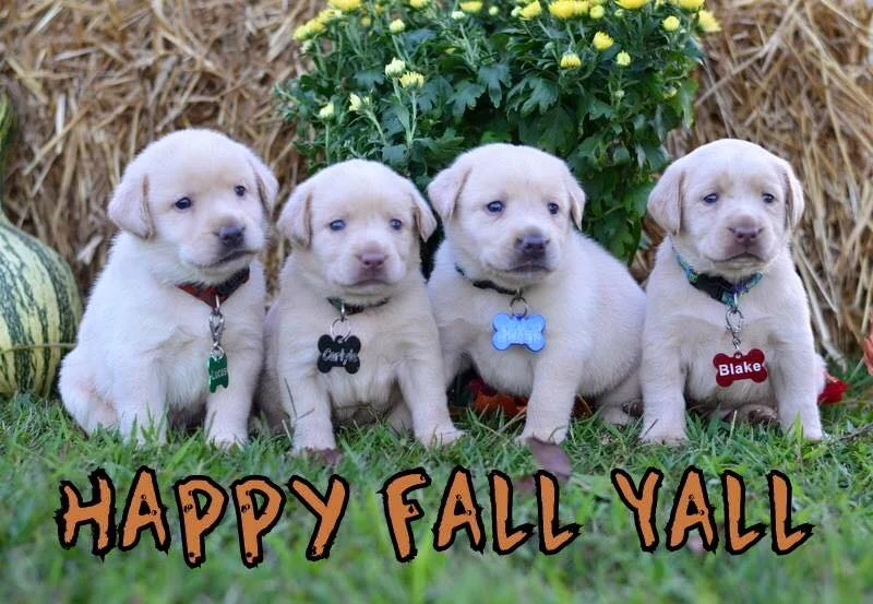 Bodie and Khaleesi's Litter Puppy Pick Day