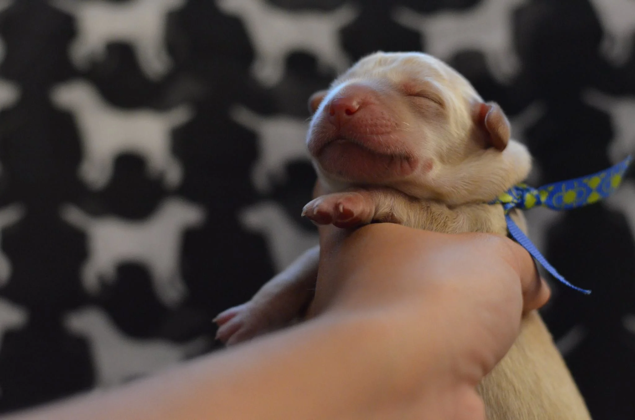 Lotus and Ravens Litter Puppy Pick Day
