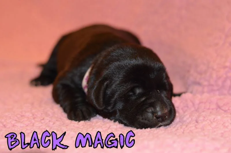 Whiskey and Mirage's Litter Puppy Pick Day