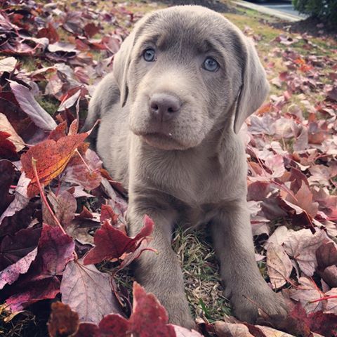 ash chesapeake bay retriever