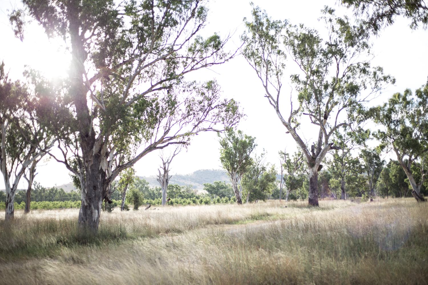 The front paddock with the pecan trees in the distance