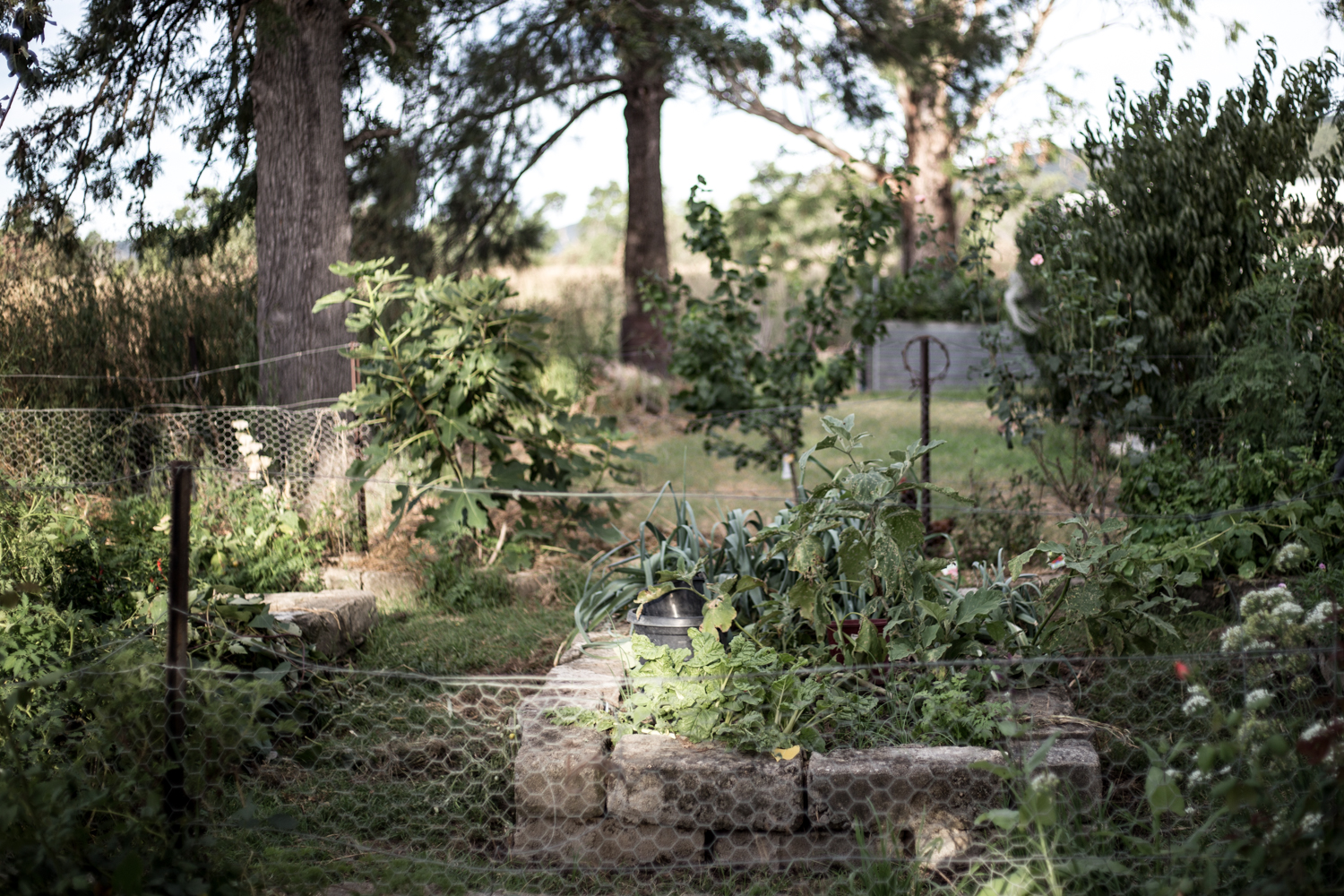 My veggie patch which is being converted more into a flower-patch