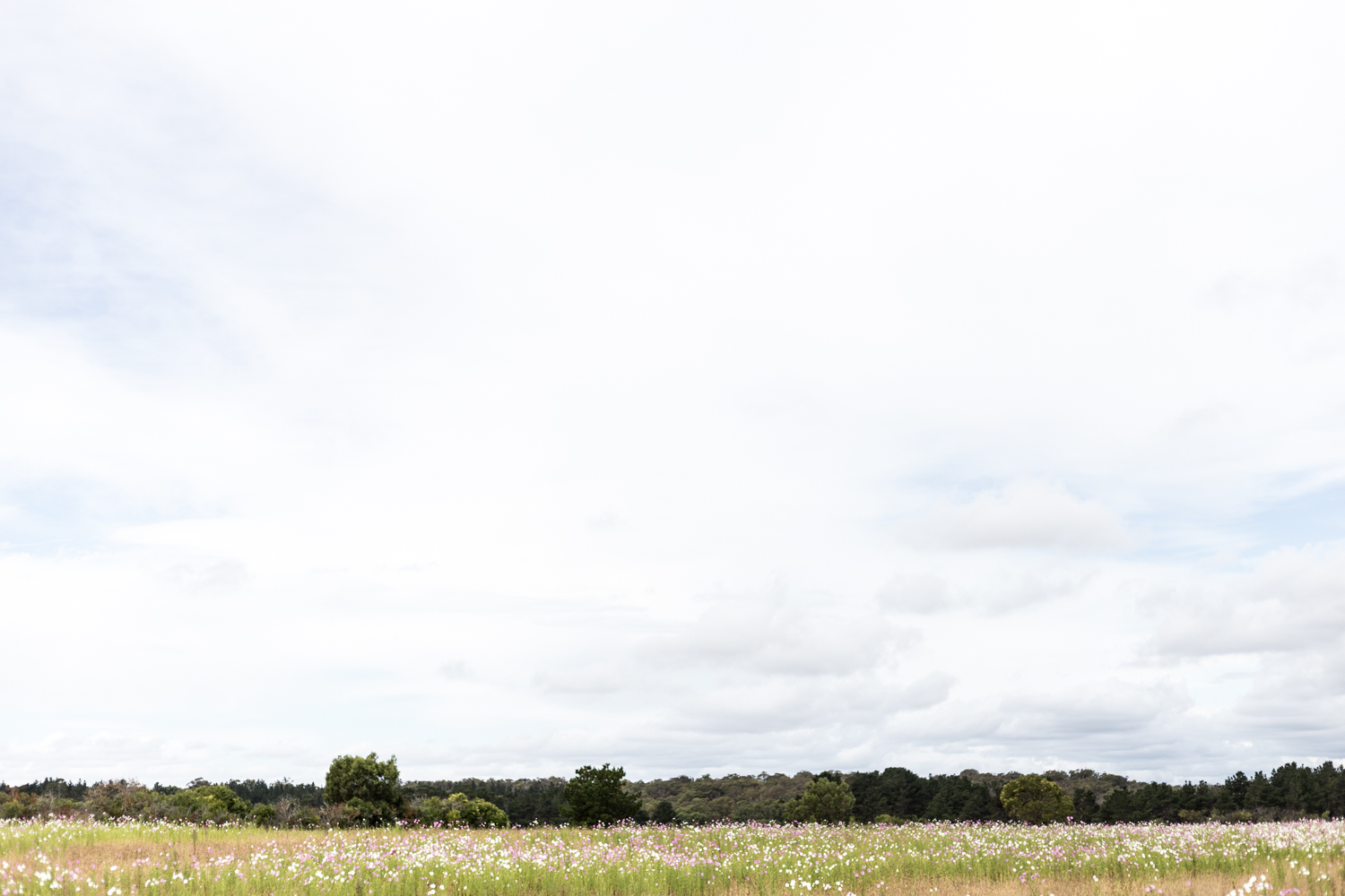 Wild flowers near Stanthorpe