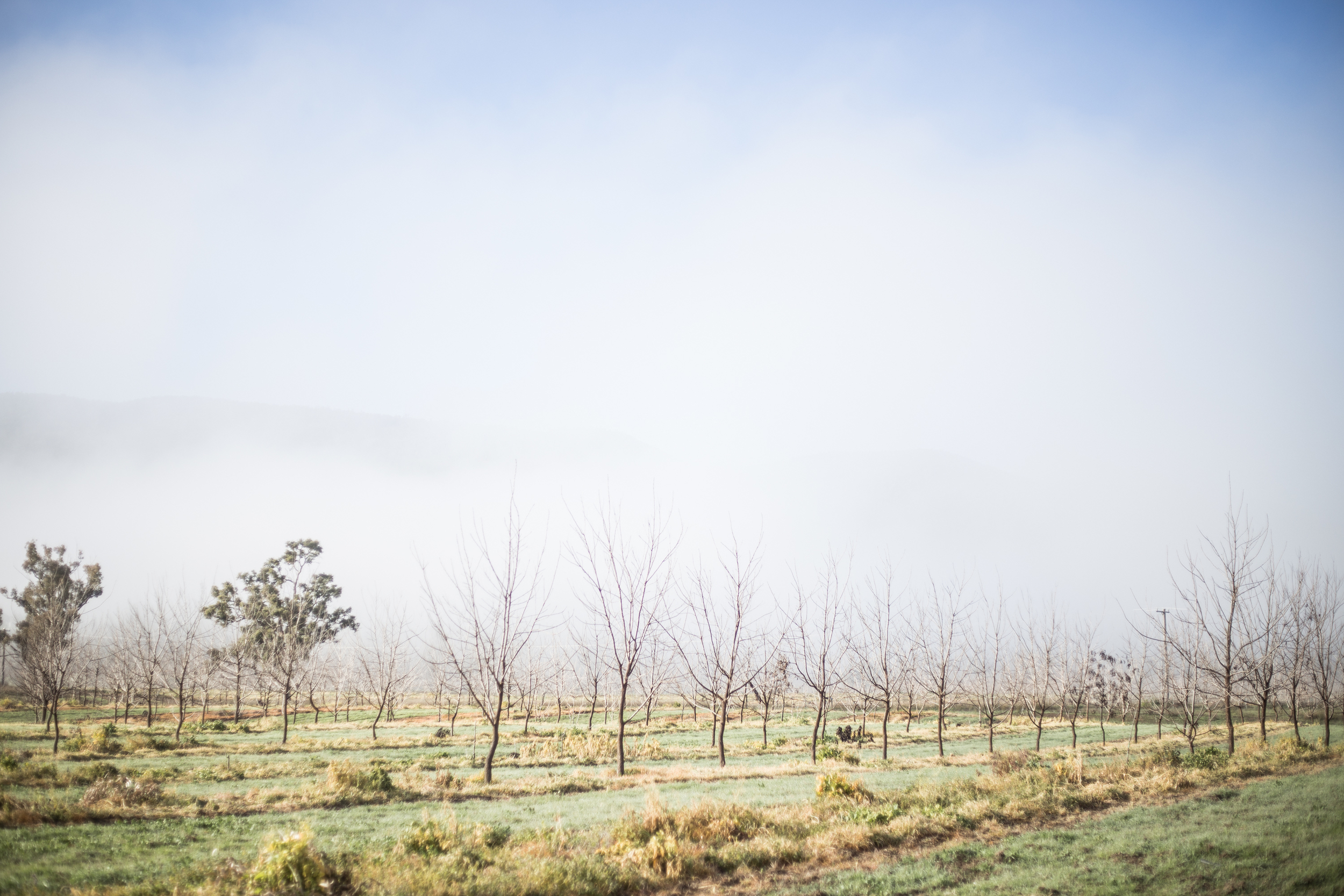 Our pecan trees in winter mode