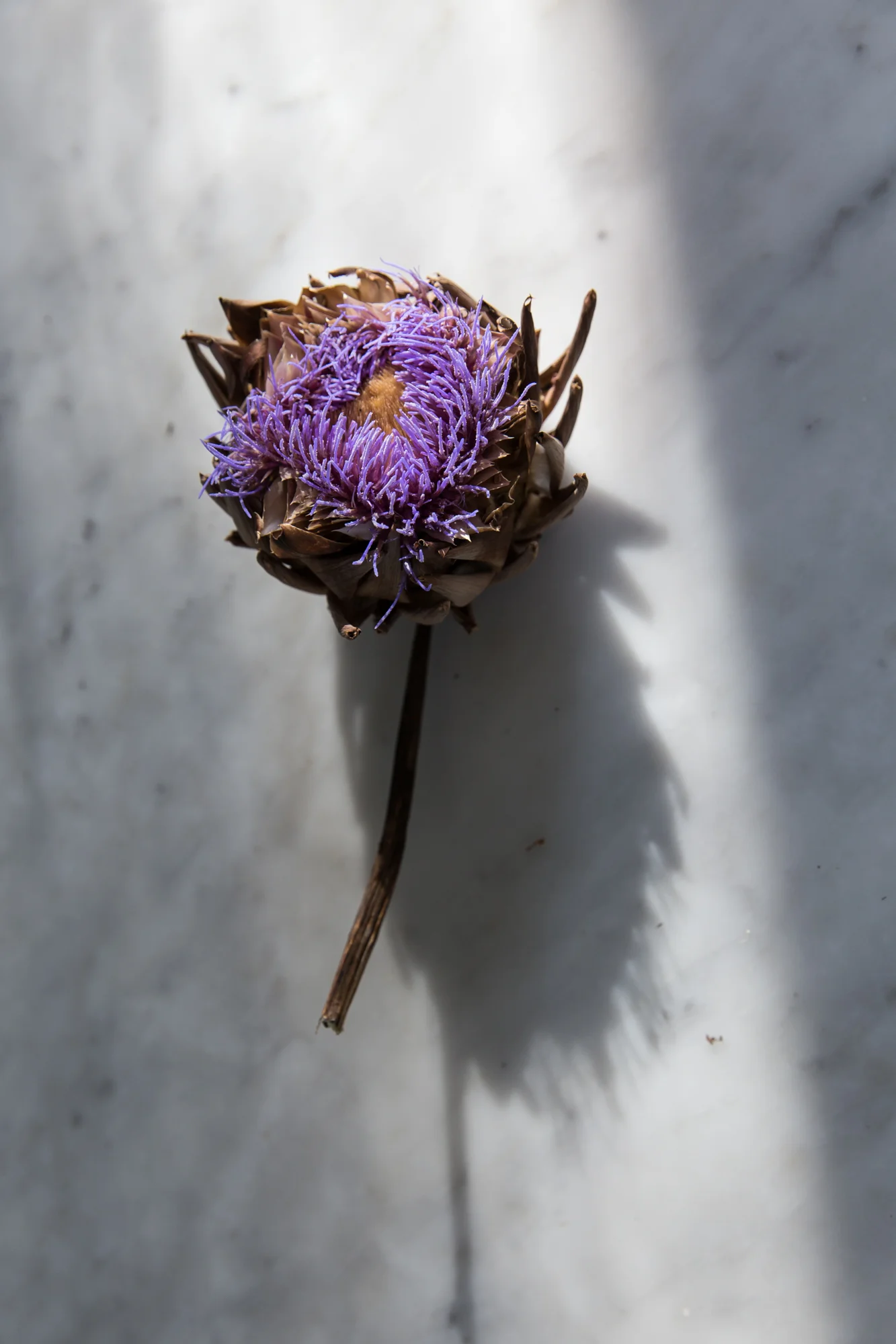 Artichoke flower
