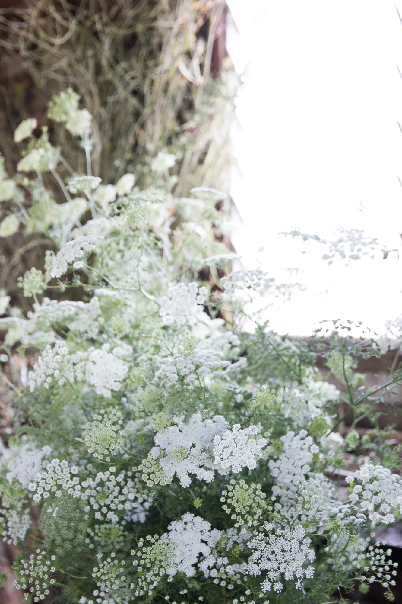 What I thought was Queen Anne's Lace turned out to be Hemlock - stinky and poisonous but beautiful nonetheless.