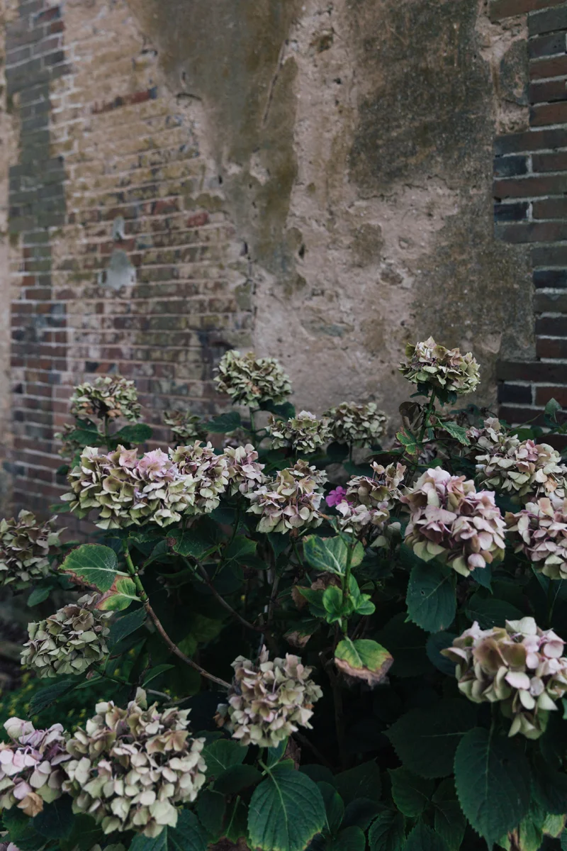 Les hydrangeas