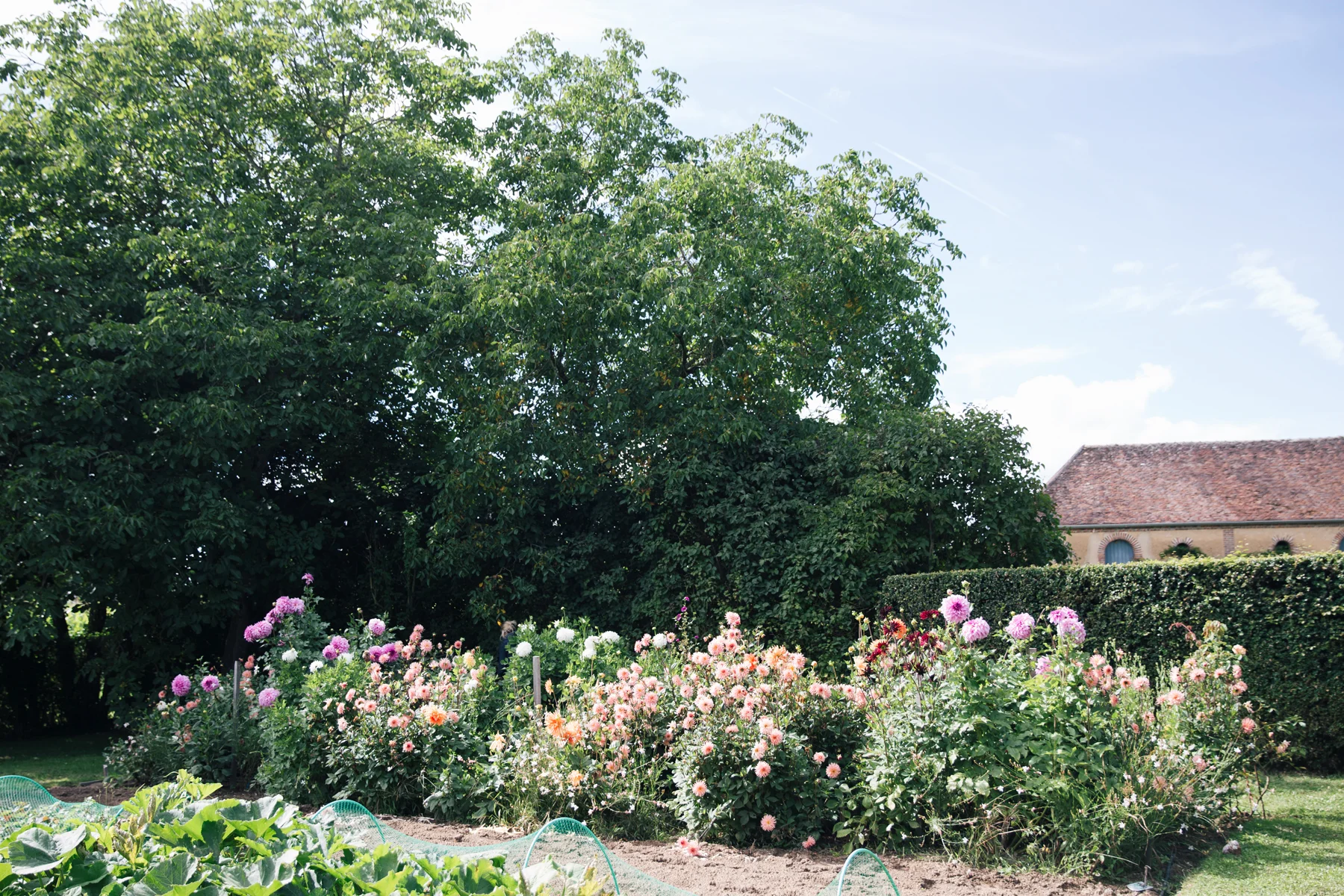Dahlias, blue skies and a hint of one of the barns at our workshop with The Flo Show.