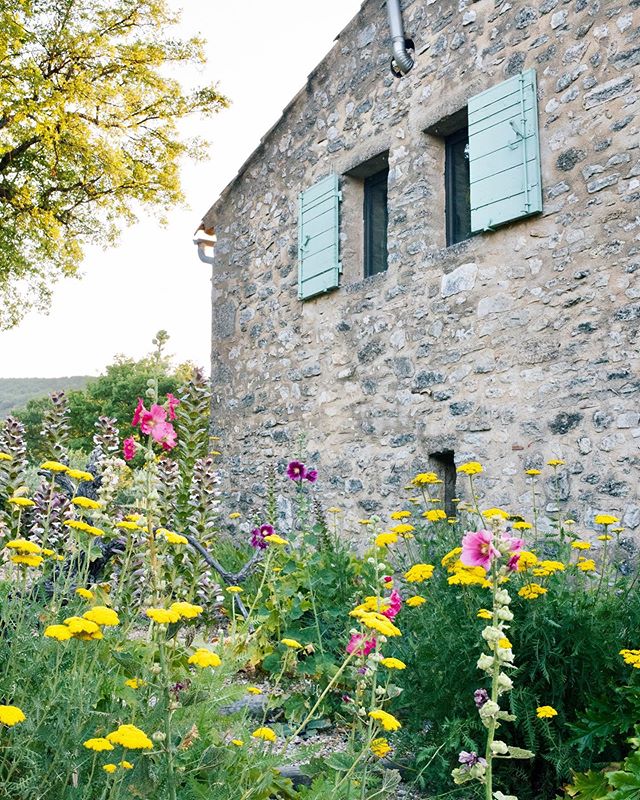 Provence with @thefrenchmuse surrounded by giant yellow achillea, lavender scented breezes, bees buzzing in the vine covered pergola and dips in the pool every hour. Given up entirely on trying to not wish I lived here.