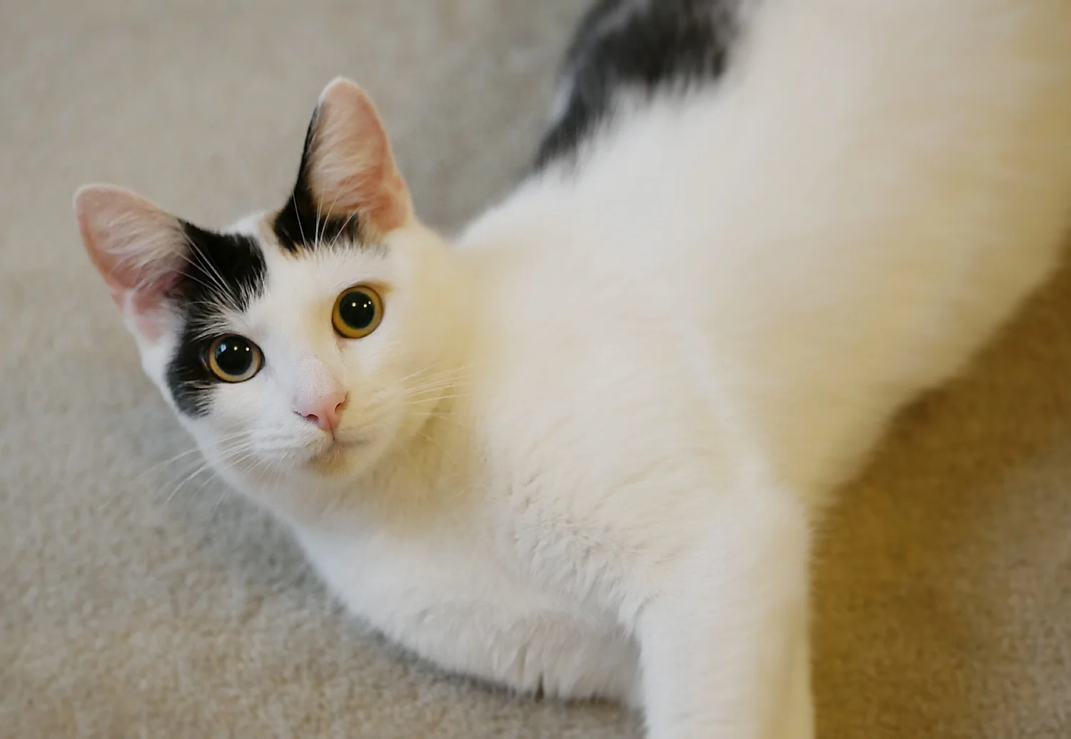 Nathan's cat Cleo. You can follow her adventures on instagram @cleocalico #catsofinstagram