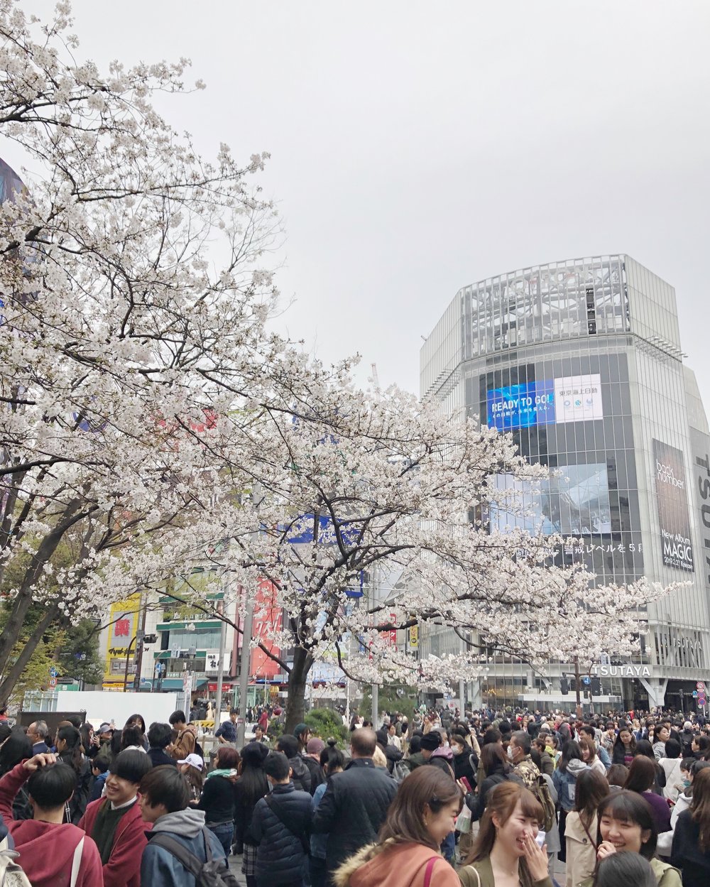 Sakura at Hachiko.