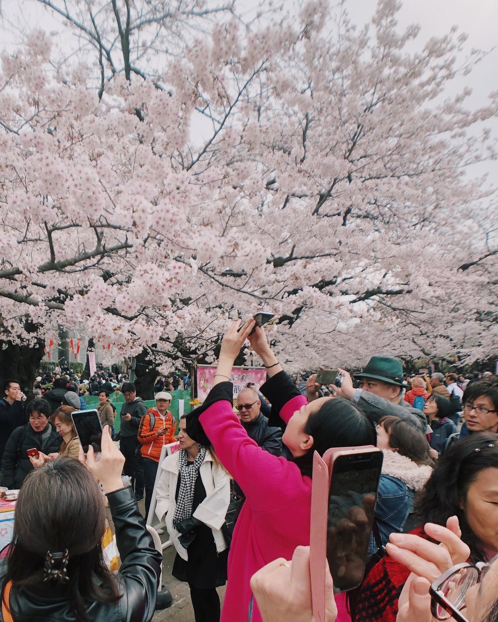 Rush to Sakura, Ueno Park.