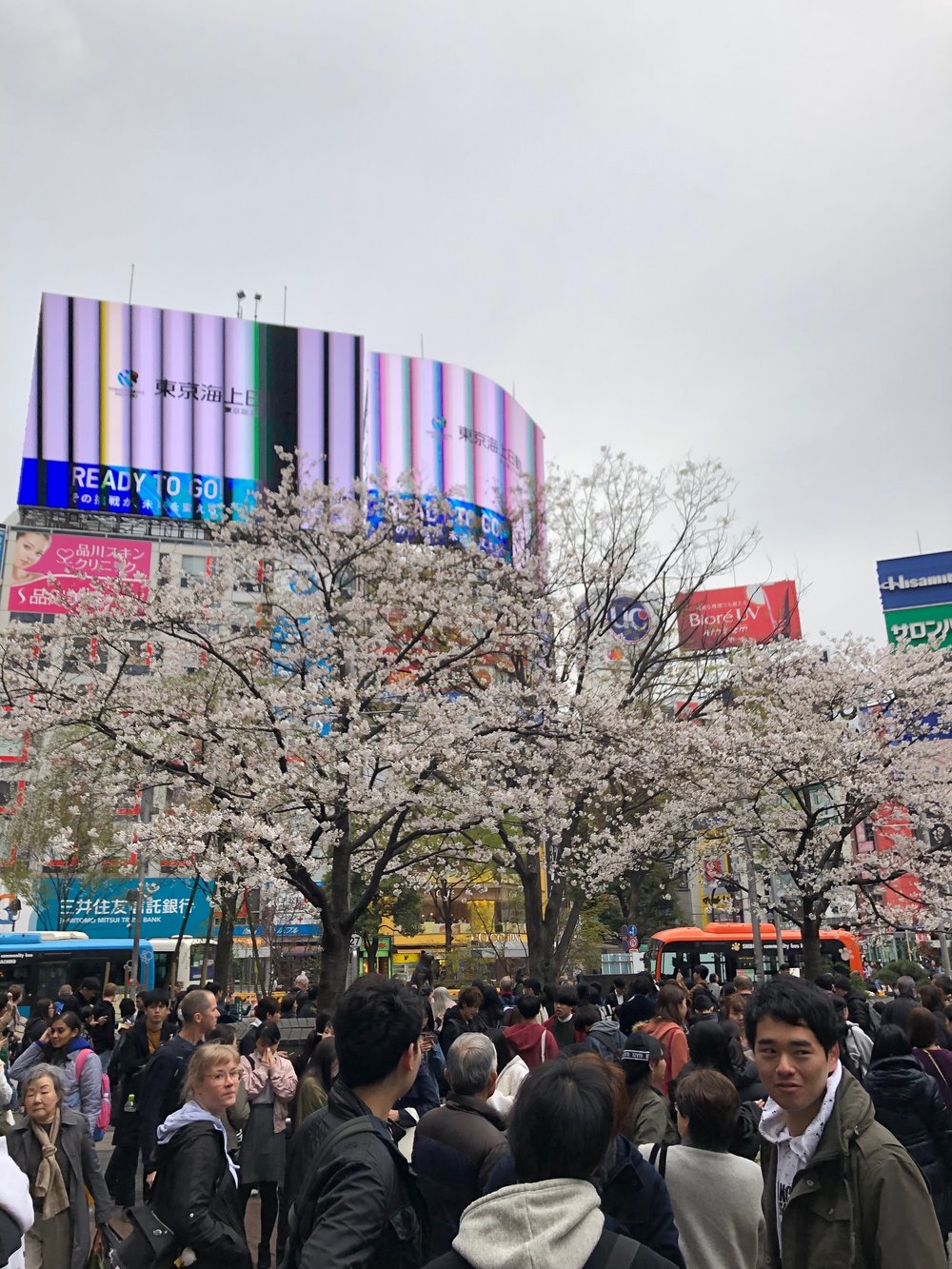Sakura at Hachiko.