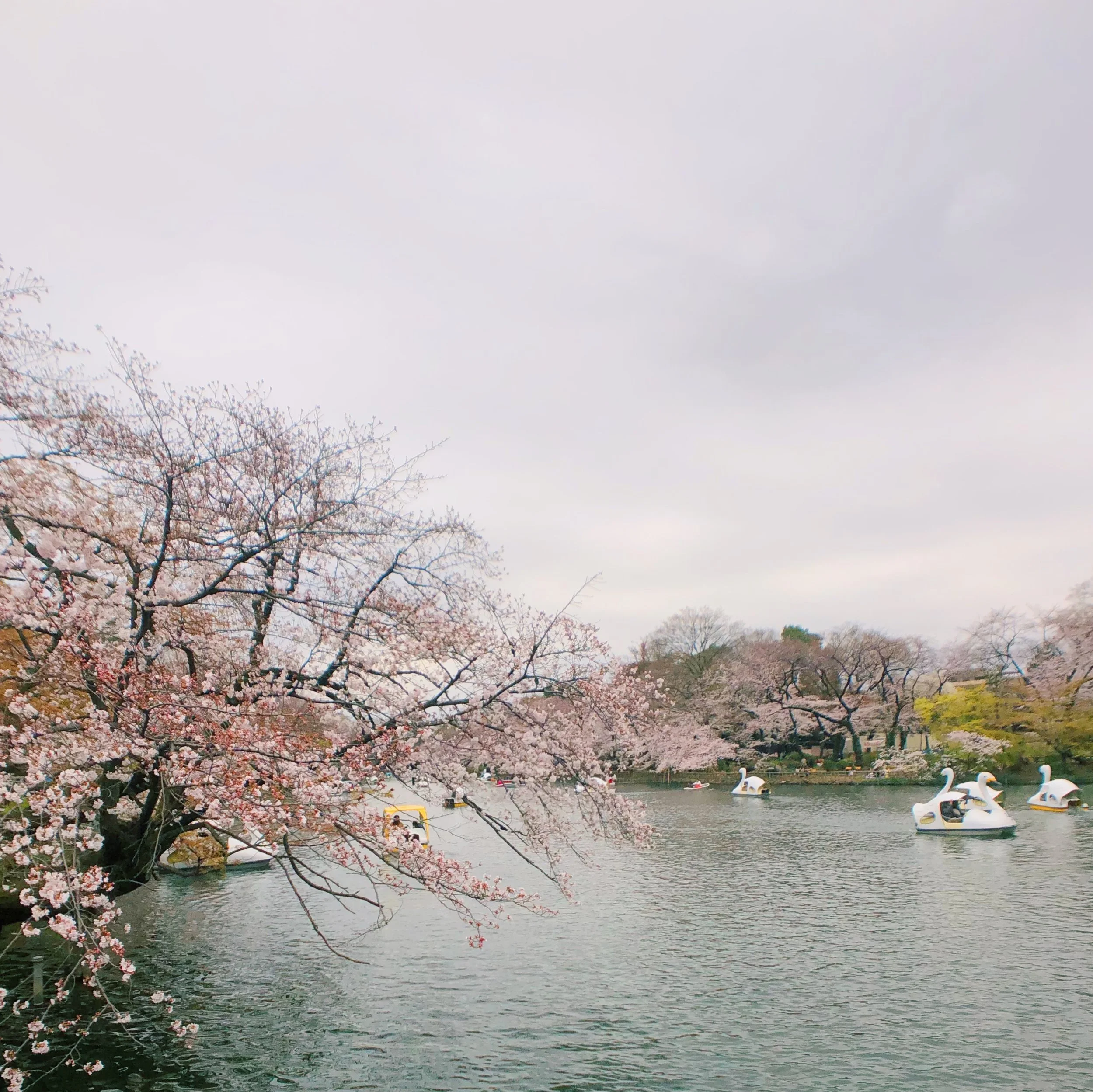  BLOG   Photo Diary:  Japan 2019  