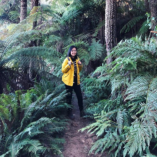 [July 2019] 5 hours bush walk from Leura to Katoomba, winding through tall trees and ferns. Weather was pleasant, but the tree canopy blocked much of the daylight. 🌳