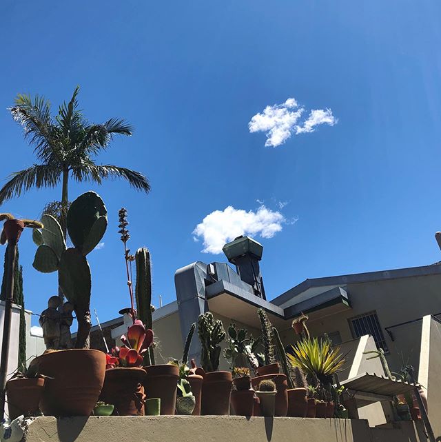 Nothing screams SPRING like a clear blue sky, fresh greenery and floral blooms 🌺🌿