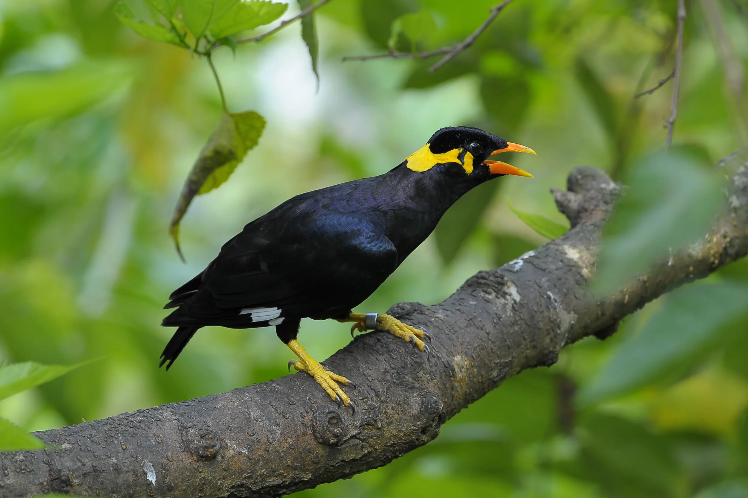 キュウカンチョウ