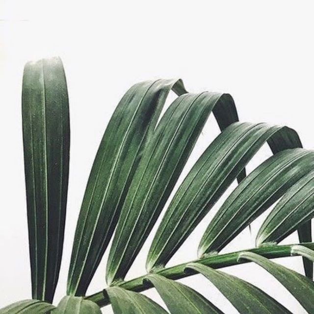 Thank you to the plants that stay green in winter 🙌🏻 #love #luxe #candles #interiors #greenery