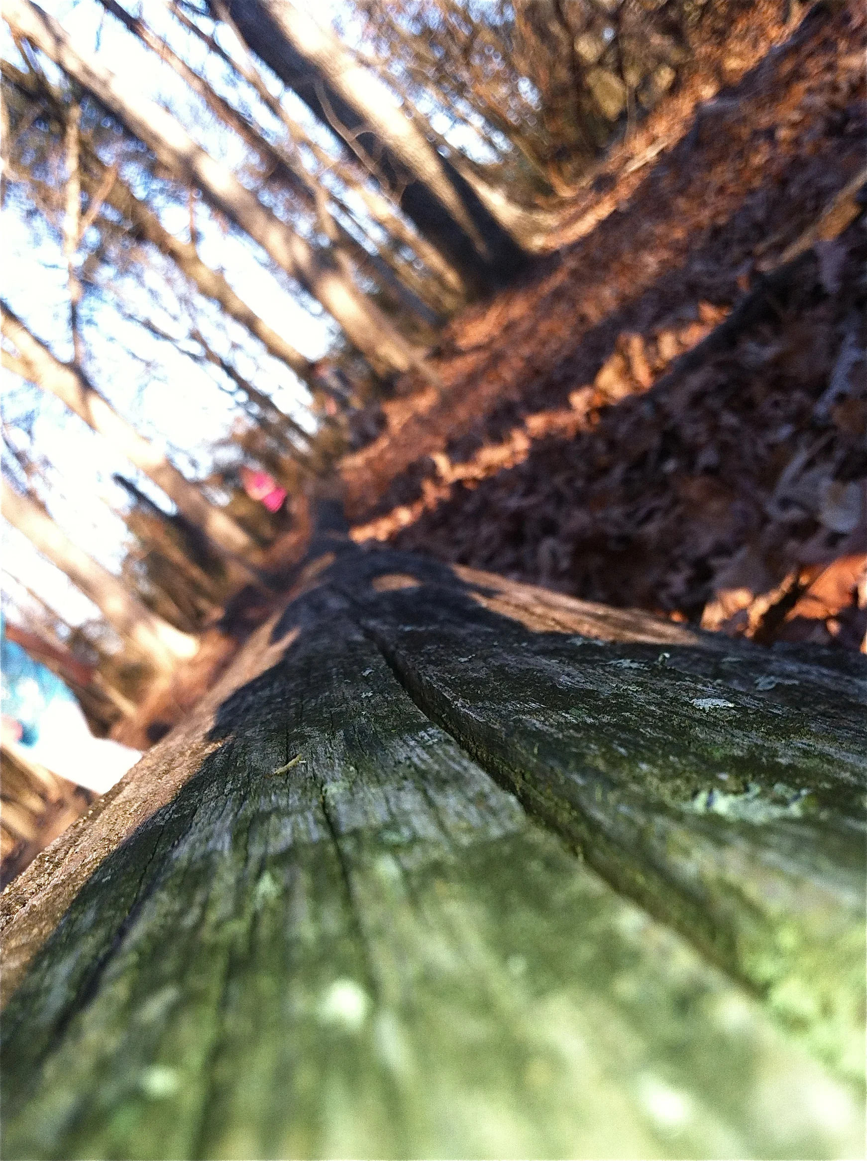 Nature is the greatest teacher of color continuity.