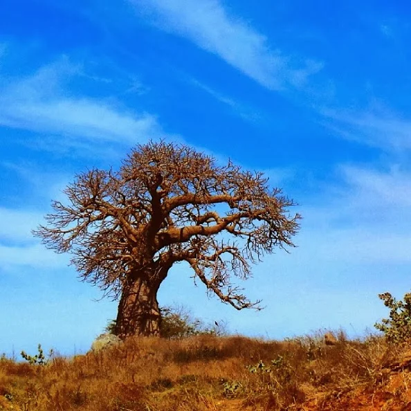 Photo: Djigane Cissé
