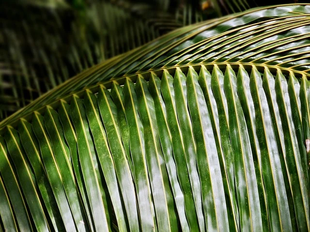 Palm Sunday Worship at 10:55