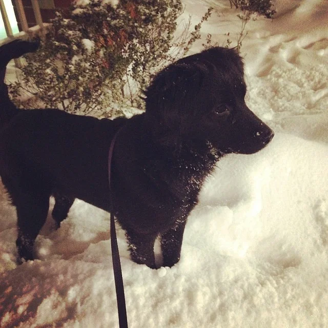 All about the snow. Which is good, because we don't have much choice. #Selks #dogsofinstagram