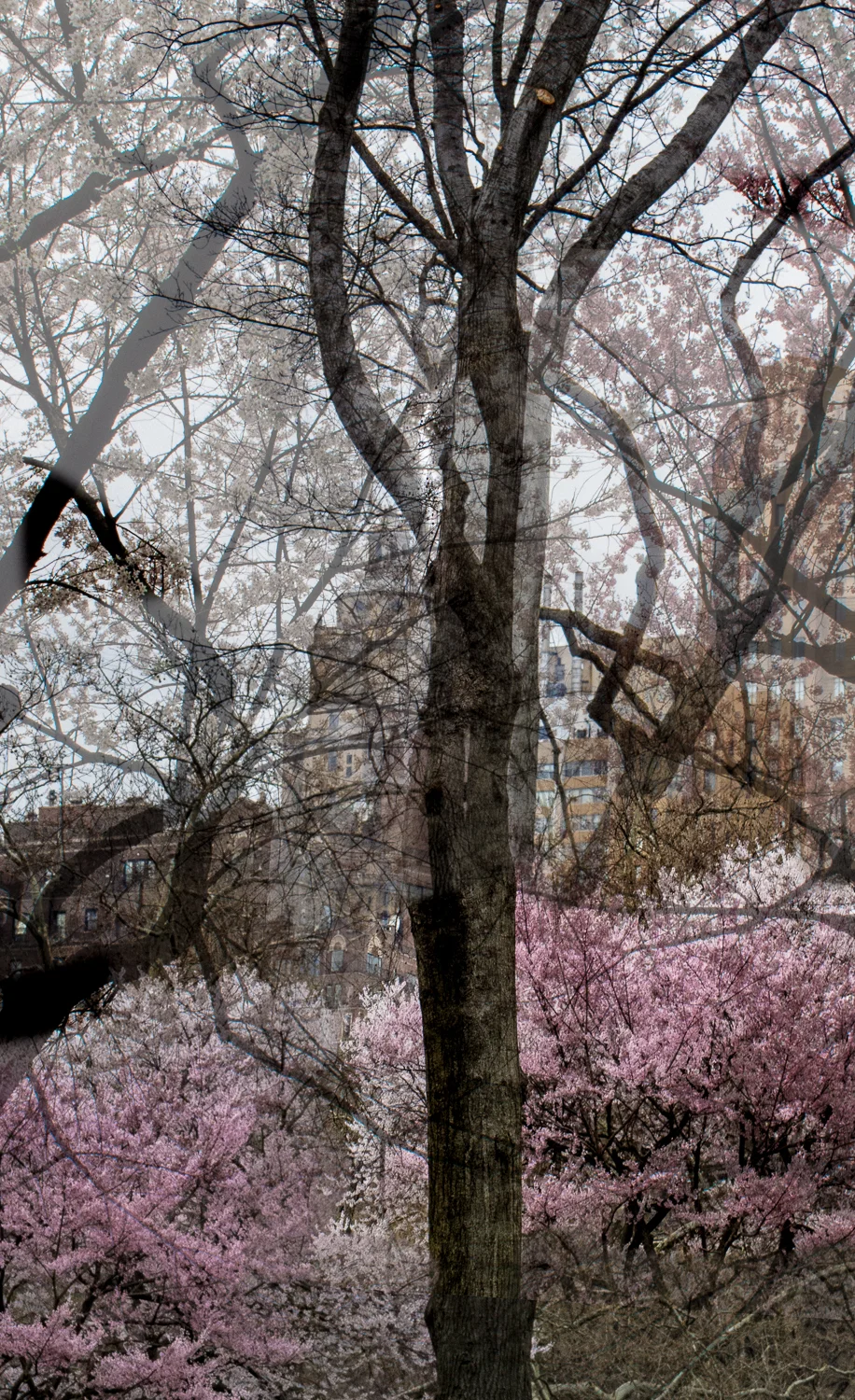 Central Park