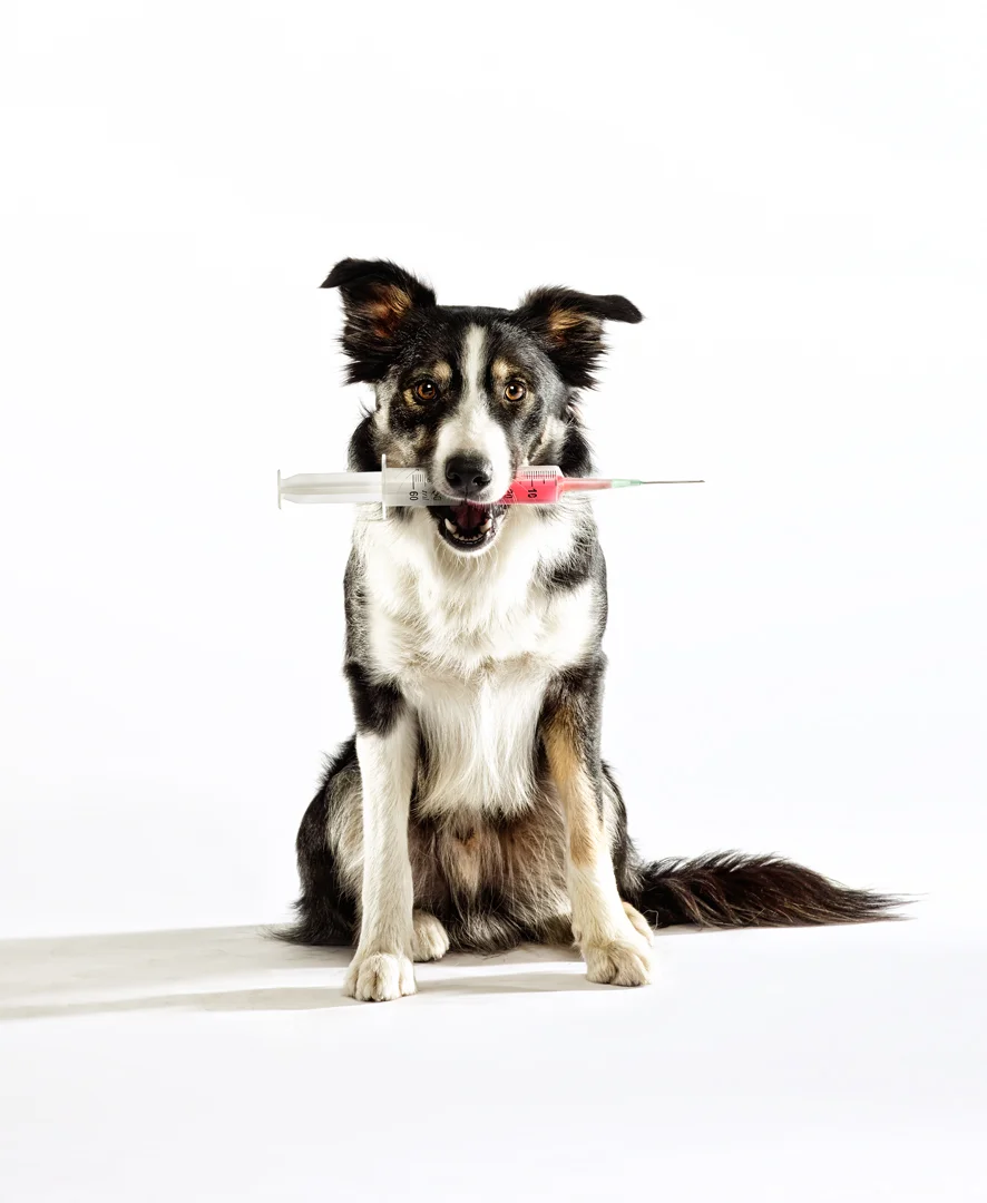 hund.jpg