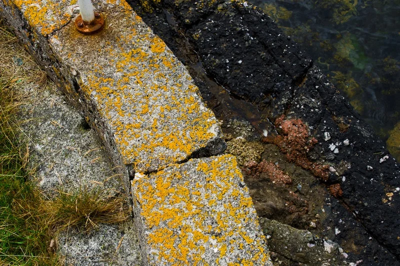 Moss on the Isle of Bute.jpg