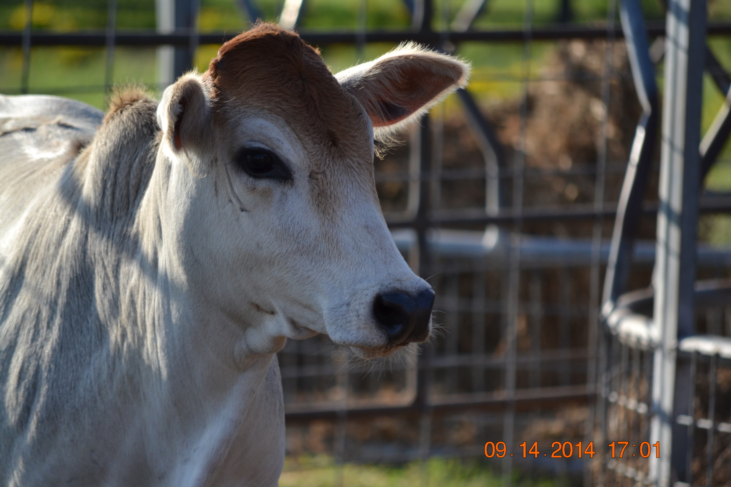 Steer