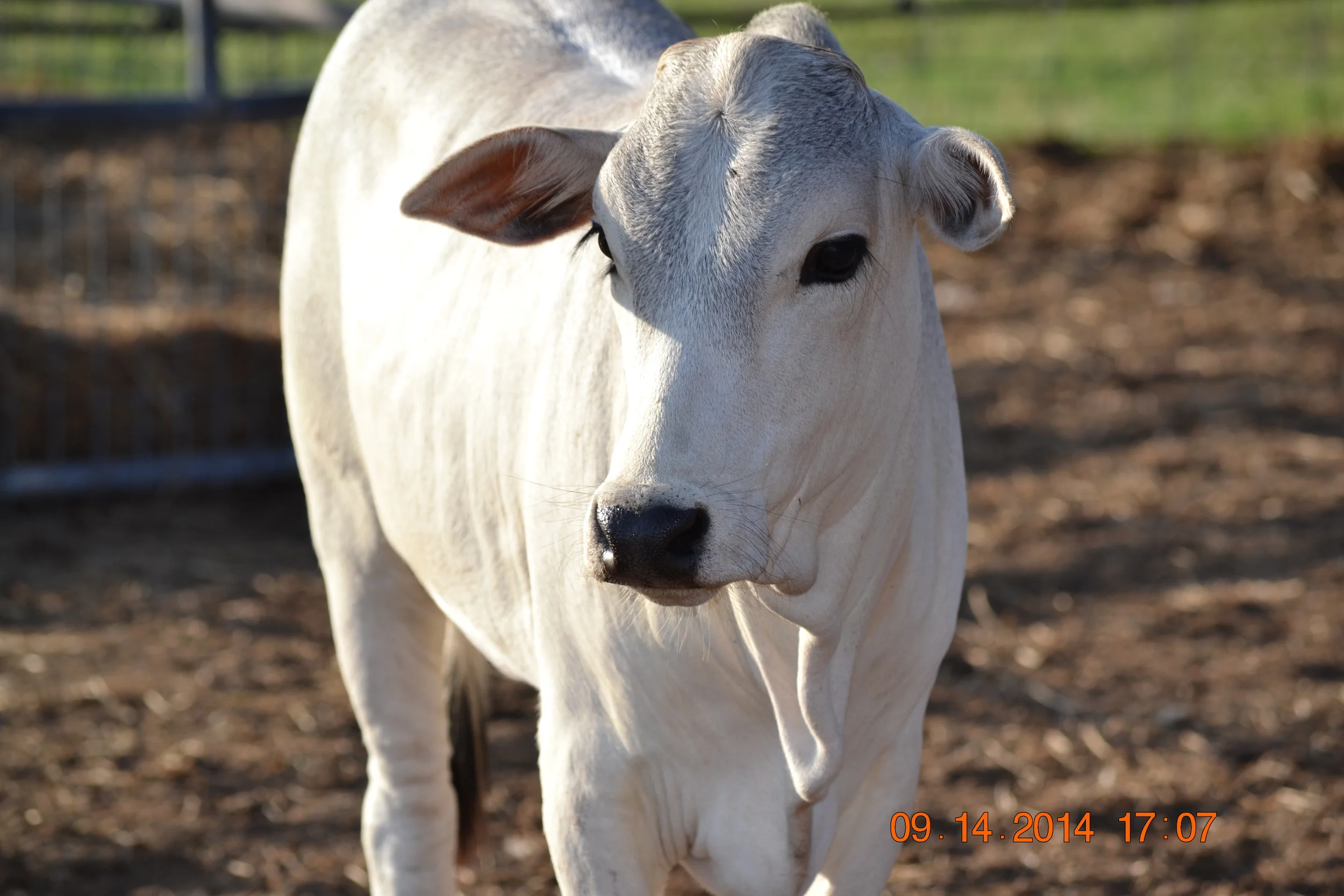 Bull Calf