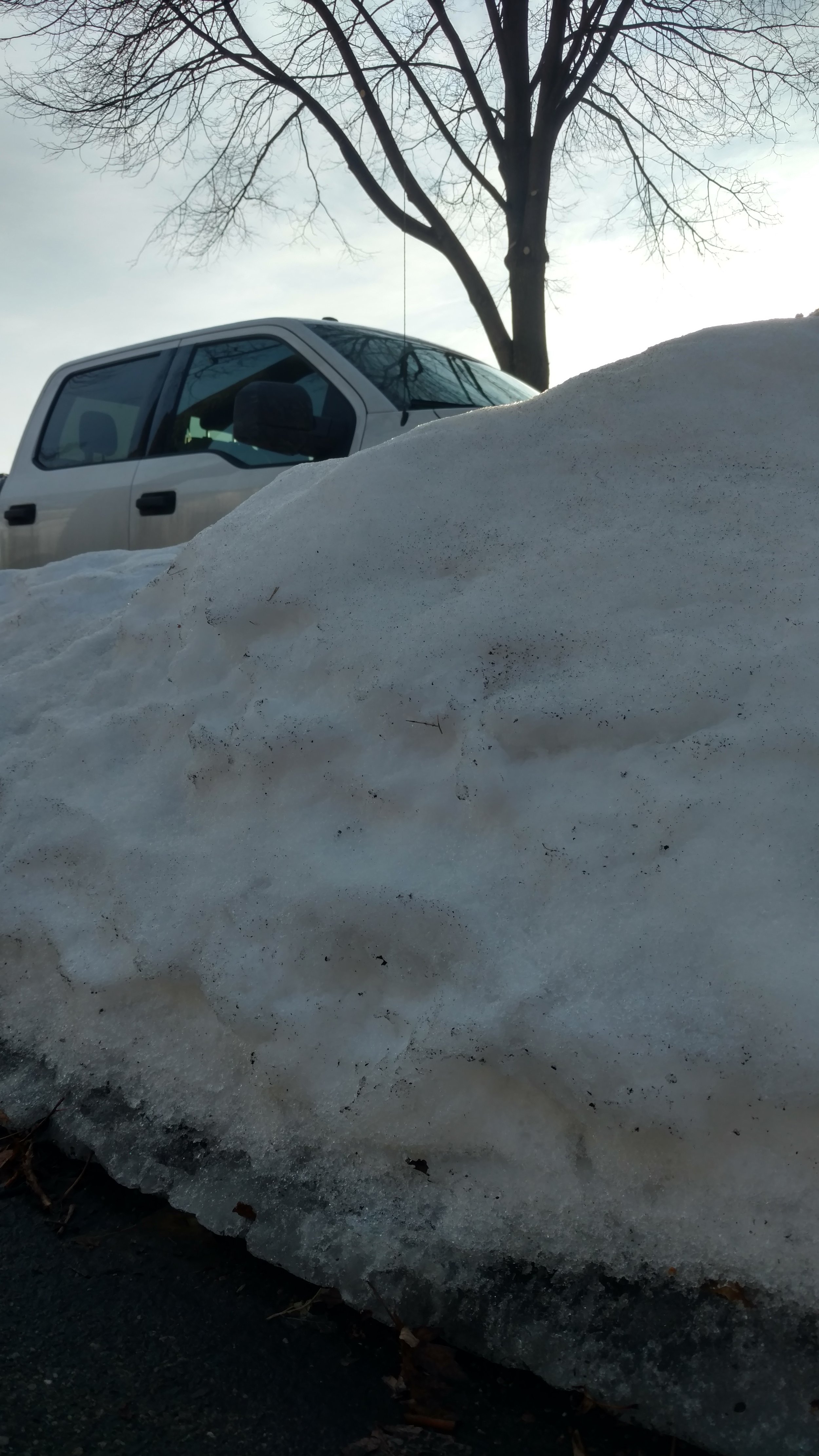 This snowbank smells interesting.