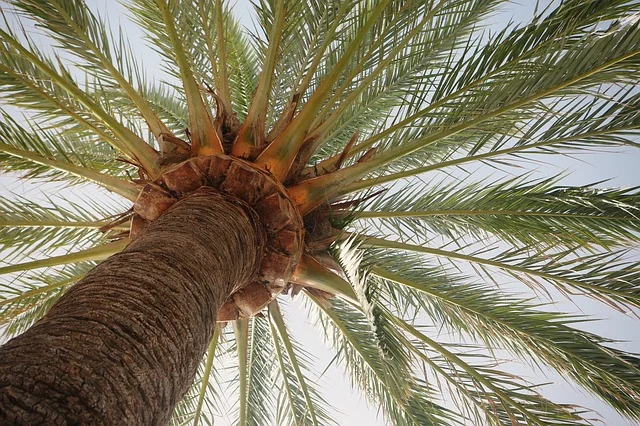 palm-tree-406995_640.jpg