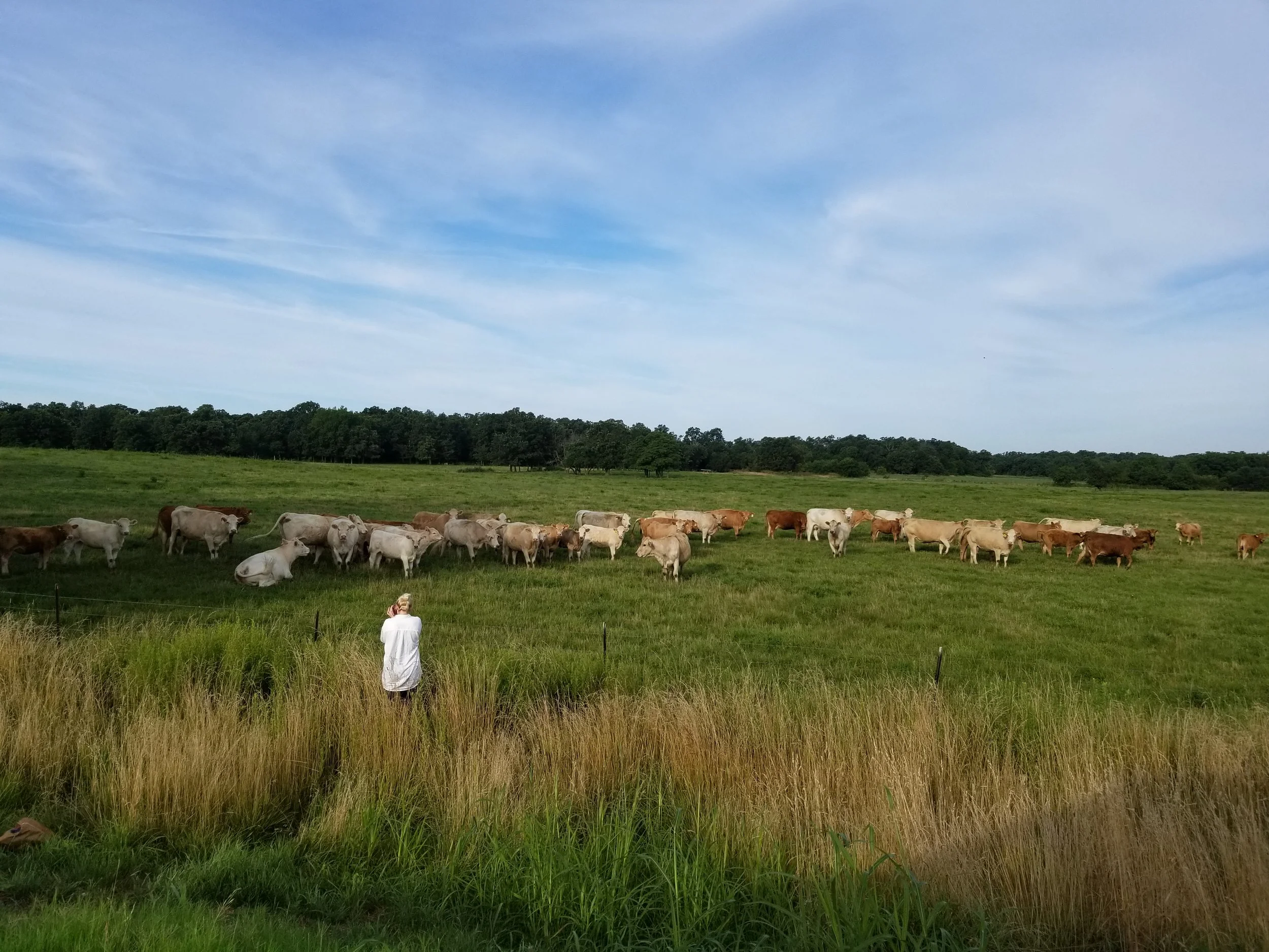 Flicka (in Missouri) capturing photos of her biggest obsession: cows